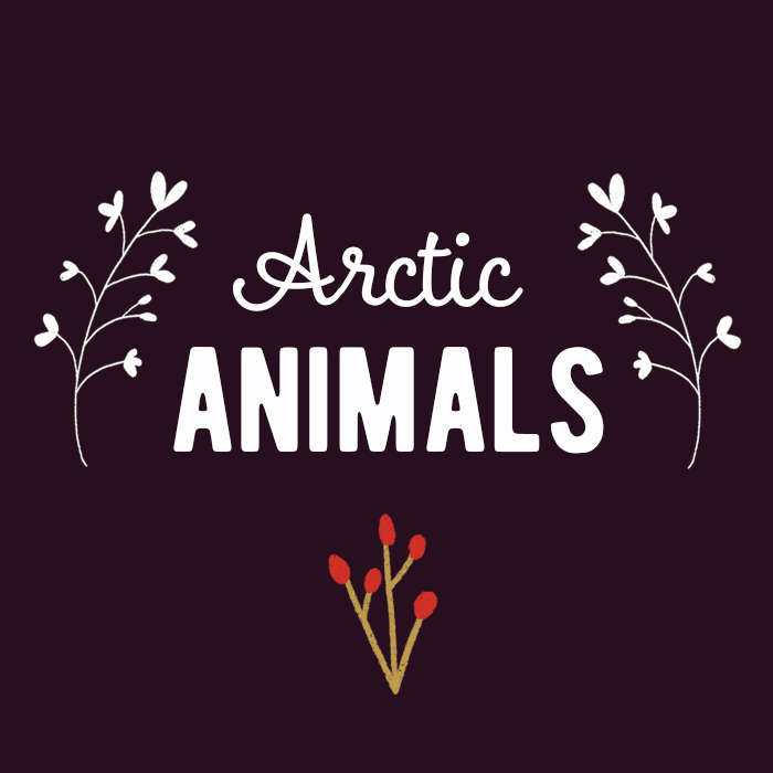 Arctic Animals Collection