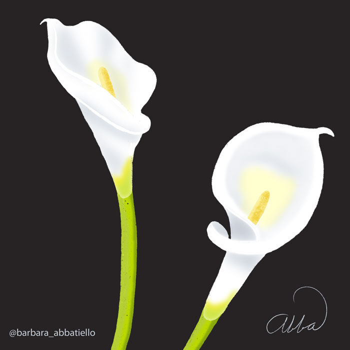 Calla Lily 2