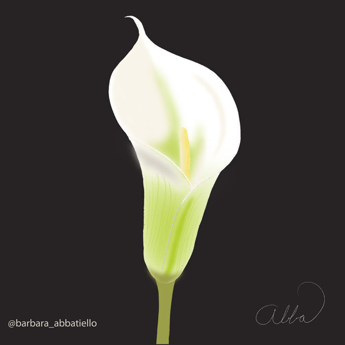 Calla Lily 1