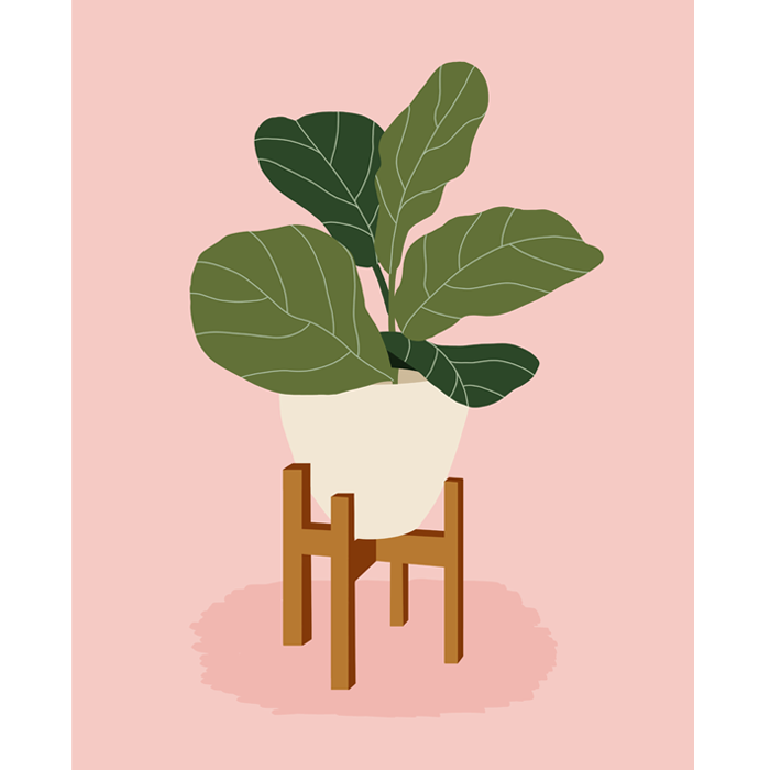 Fiddle Fig plant on stand