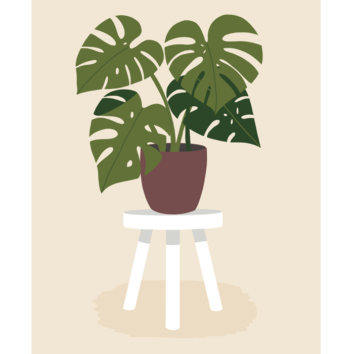 Monstera Plant on Stool