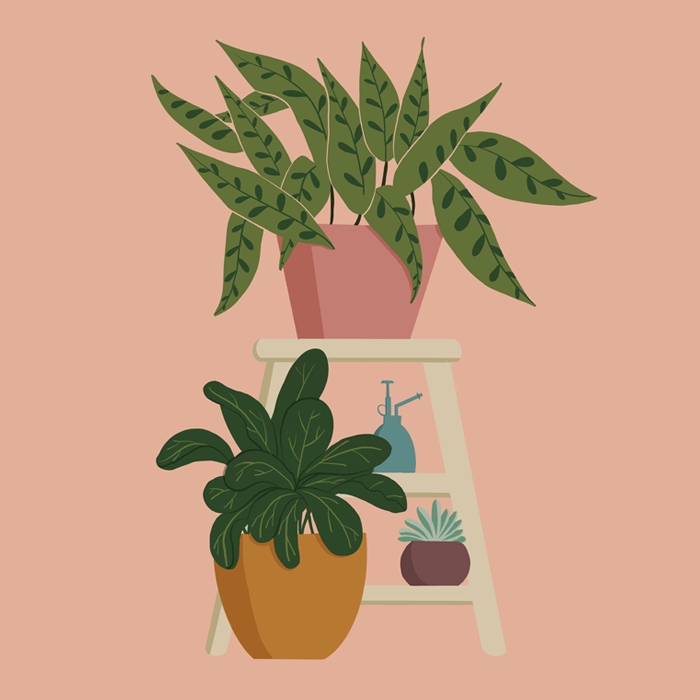 Plants on Stool
