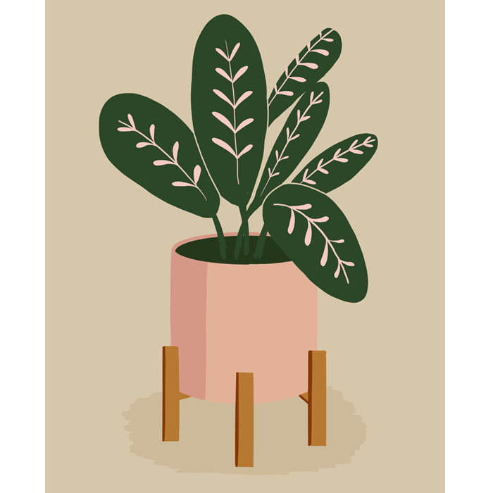 Plant with Pink Leaves