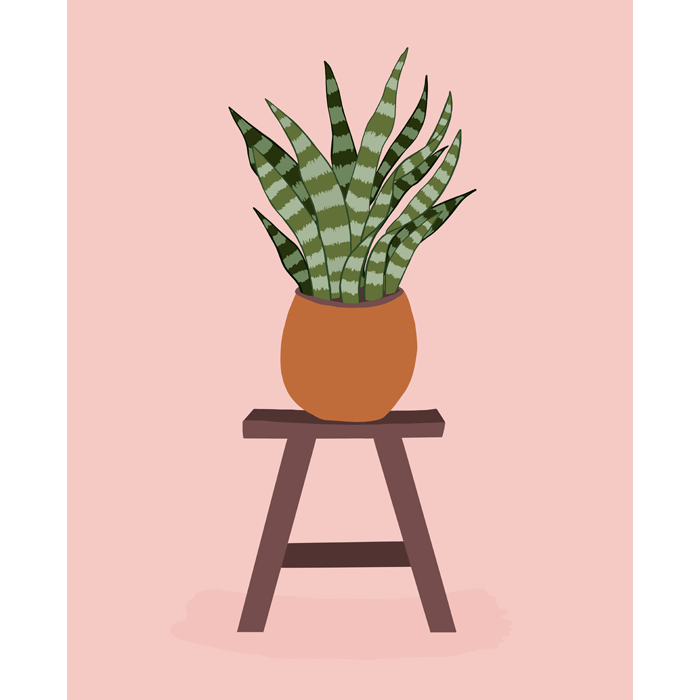 Snake Plant on Stool