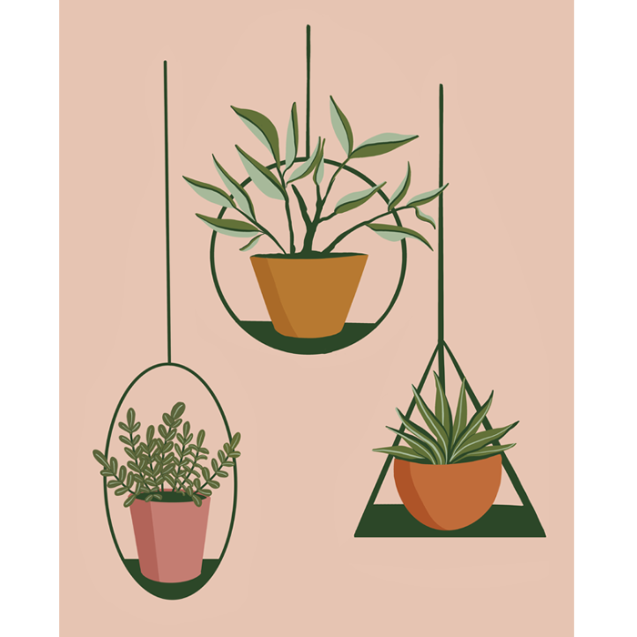 Three Hanging Plants